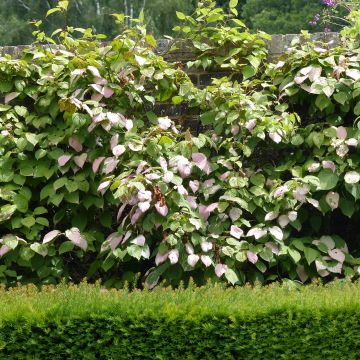 Actinidia kolomikta Adam Actinidia kolomikta Adam