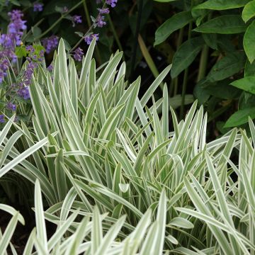 Agapanthe - Agapanthus Silver Moon® Agapanthe - Agapanthus Silver Moon®