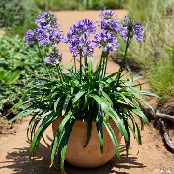 Agapanthus Midnight Moon - African lily