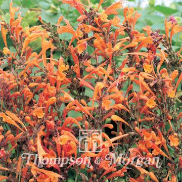 Graines d'Agastache aurantiaca Apricot Sprite - Agastache doré Graines d'Agastache aurantiaca Apricot Sprite - Agastache doré