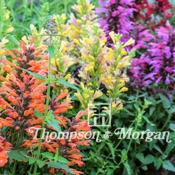Agastache Fragrant Mixed Seeds Agastache Fragrant Mixed Seeds