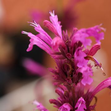 Agastache Danish Delight - Giant hyssop