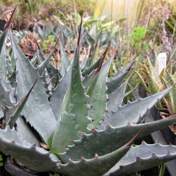 Agave montana Agave montana