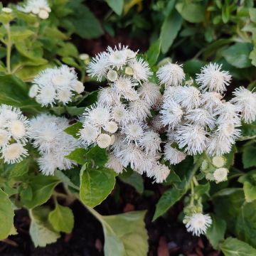 Ageratum houstonianium Cushion White - Bluemink