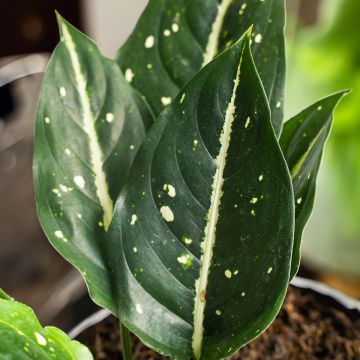 Aglaonema commutatum Tom's Pride