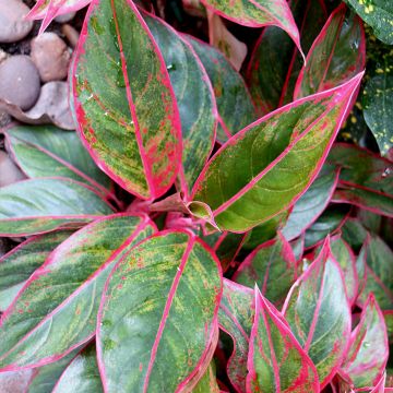 Aglaonema commutatum Siam Aurora - Chinese evergreen
