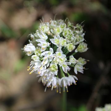 Allium cernuum White Dwarf  - Ail penché nain à fleurs blanches