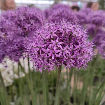 Allium Chicago