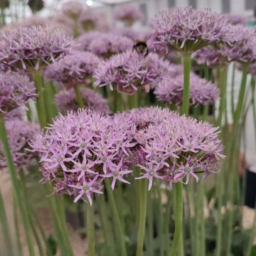 Allium New York - Ornamental onion