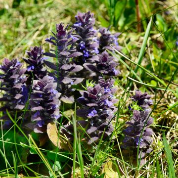 Ajuga pyramidalis - Pyramidal bugle