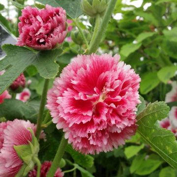 Alcea rosea Fiesta Time - Hollyhock