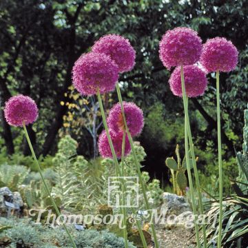 Allium giganteum - Giant Allium