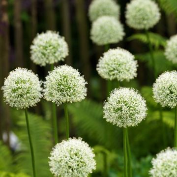 Allium Mont Blanc