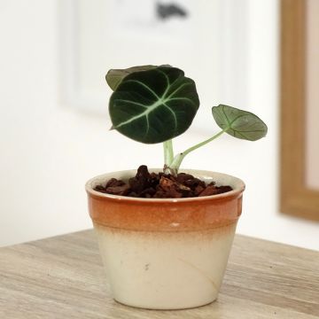 Alocasia Black Velvet - Elephant's ears plantEar