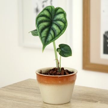 Alocasia Dragon Scale - Elephant's Ear