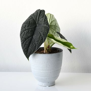 Alocasia melo - Elephant's ear