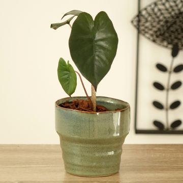 Alocasia sarawakensis Yucatan Princess - Elephant's ear