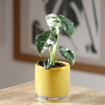 Alocasia micholitziana Frydek Variegata - Elephant's ears plant