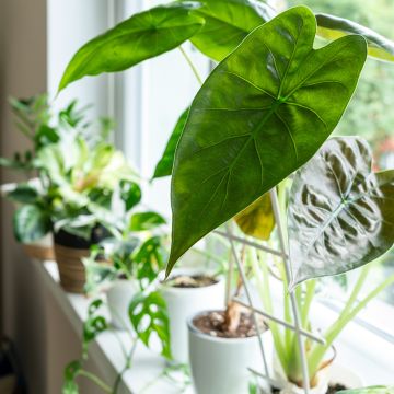 Alocasia wentii - Hardy elephant's ear