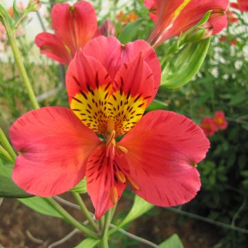 Alstroemeria Majestic Authion - Peruvian lily