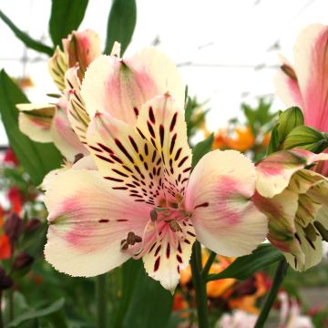 Alstroemeria Majestic Brézé - Peruvian lily
