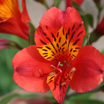Alstroemeria Majestic Longué - Peruvian lily