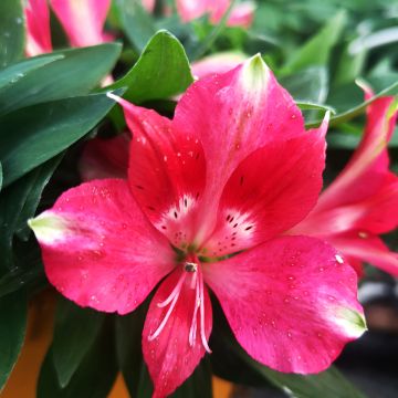 Alstroemeria  Pitchounes Lily Rose - Dwarf Peruvian lily