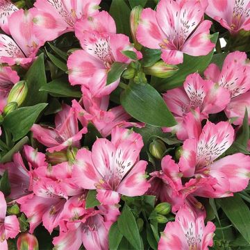 Alstroemeria Inticancha® Imala - Lis des Incas Alstroemeria Inticancha® Imala - Lis des Incas
