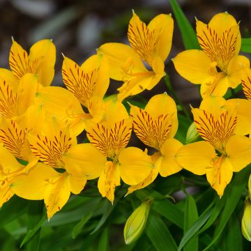 Alstroemeria aurea Lutea