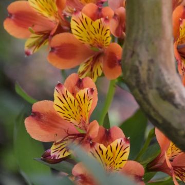 Alstroemeria Inticancha Bryce Alstroemeria Inticancha Bryce
