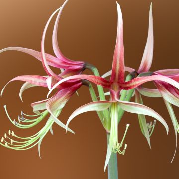 Hippeastrum Chico - Amaryllis