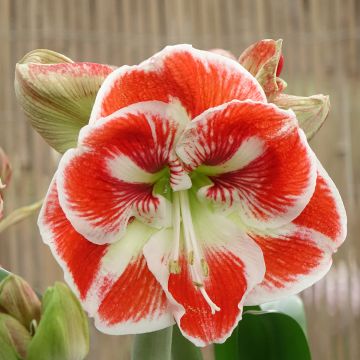 Hippeastrum Samba - Amaryllis