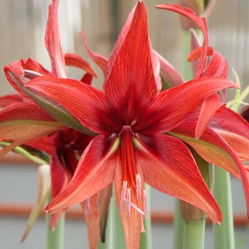 Hippeastrum Bogota - Amaryllis, spider group hippeastrum