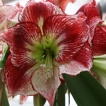 Hippeastrum Flamenco Queen - Amaryllis