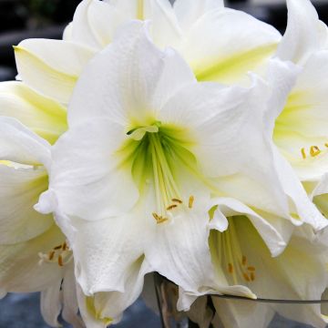 Hippeastrum  Christmas Gift
