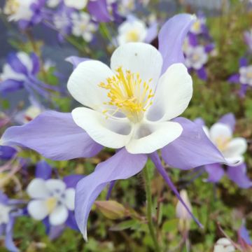 Aquilegia caerulea - Blue columbine