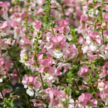 Angelonia Angelface® Wedgewood Pink Angelonia Angelface® Wedgewood Pink