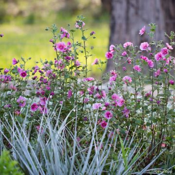 Anisodontea Carnival Lights Celebration - Cape mallow