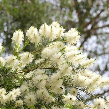 Melaleuca alternifolia - Tea tree