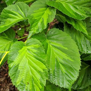 Davidia involucrata Lady Dahlia - Dove Tree Davidia involucrata Lady Dahlia - Dove Tree