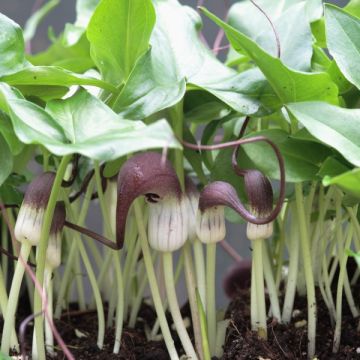 Arisarum proboscideum - Mouse Plant