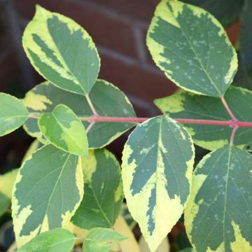 Aristotelia chilensis Variegata - Variegated Maqui