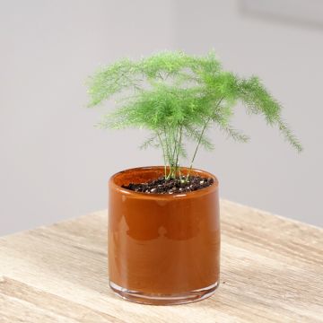 Asparagus plumosus - Fern asparagusumosa