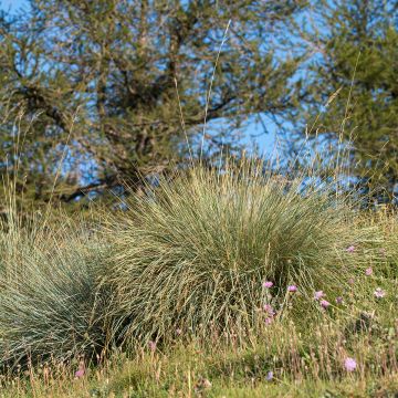 Helictotrichon sempervirens - Blue oat grass Helictotrichon sempervirens - Blue oat grass