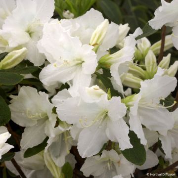 Azalea japonica Repetita White - Perpetual japanese azalea Azalea japonica Repetita White - Perpetual japanese azalea