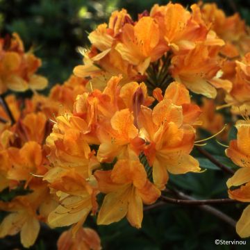 Rhododendron 'Hortulanus H Witte' - Deciduous azalea