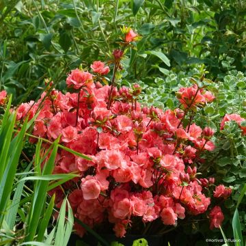 Azalea japonica Flash Dance® Salmon - Japanese azalea