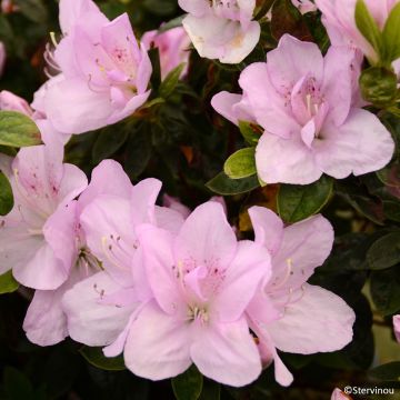 Japanese azalea Rêve de Lilas