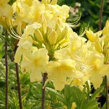 Rhododendron occidentale Anneke - Western Azalea