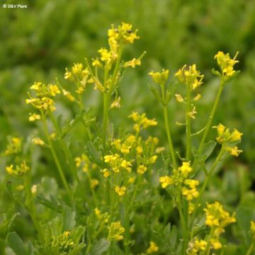 Barbarea verna - Land cress
